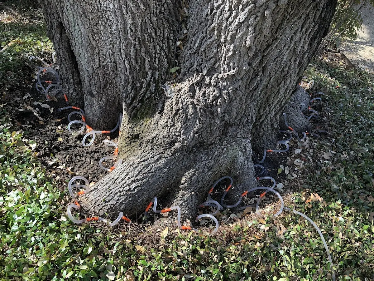 Detailed Tree Cabling and Bracing job site in Adelanto